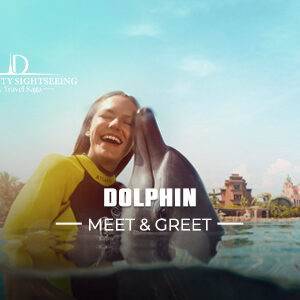 Book Dolphin Meet and Greet Tickets close dolphin interaction